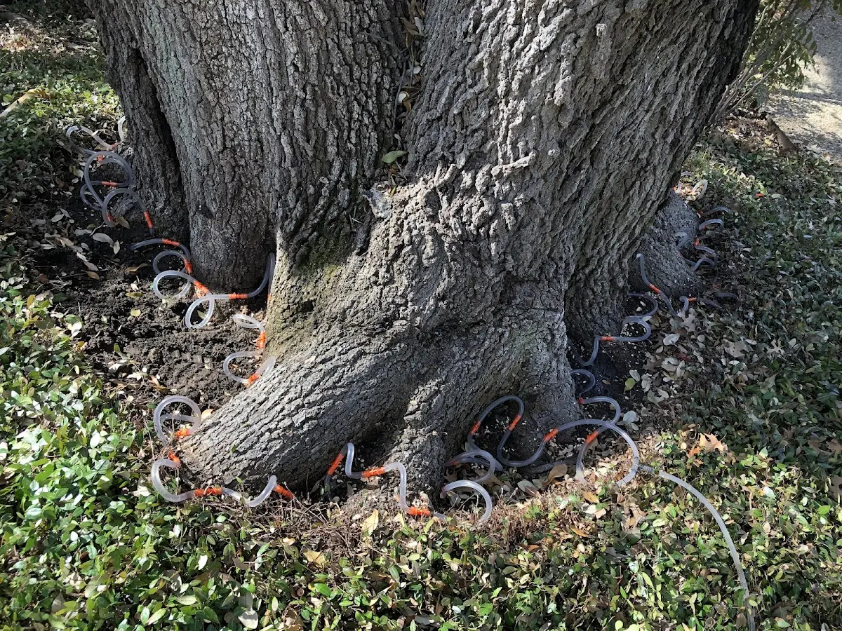 Detailed Tree Cabling and Bracing job site in Schenevus